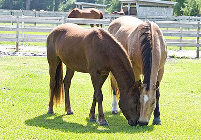 How to Prevent Colic in Horses