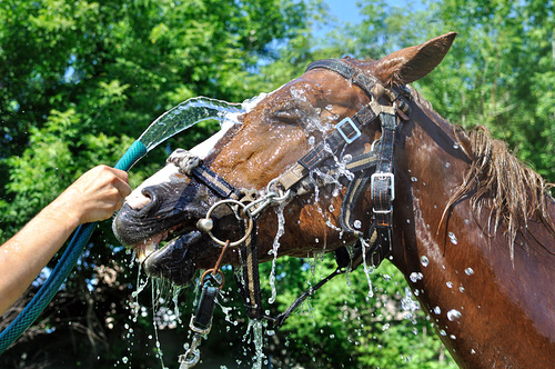 Cooling off your horse.