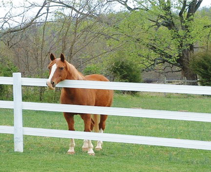 Flex Fence by Ramm Horse Fencing and Stalls