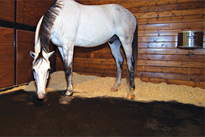 Horse Joint Health Detection and Management