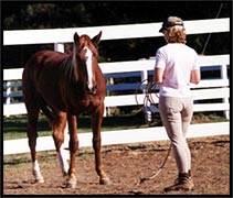 Beth Esfandiari John Lyons Horse Trainer