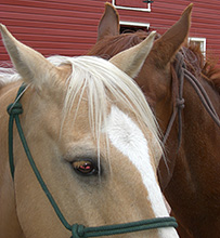 Horse Cataracts article.