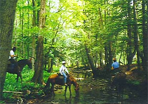 Riding in a forest.