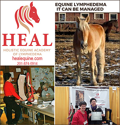 Holistic Equine Academy of Lymphedema