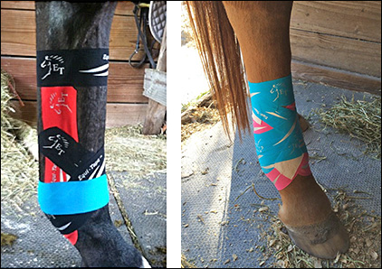 Equi-Taping assists by supporting muscles and tendons.