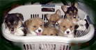 Chance's puppies Owned by Tracy Schutt