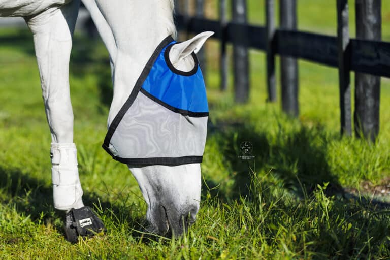 Horse modeling the Equine Sun Visor sun-protection mask outdoors