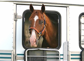 Horse Travel Supplement Tips