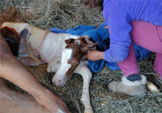 Gentle birthing and imprinting of the foal