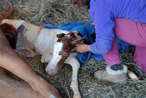 Welcome to the World  Gentle Horse Birthing and Non-Invasive Imprinting. 
