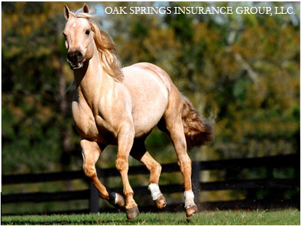 Oak Springs Insurance Group LLc.