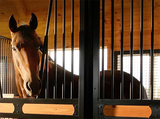 Keeping Horses Safe by Accident Proofing Your Horse Facility