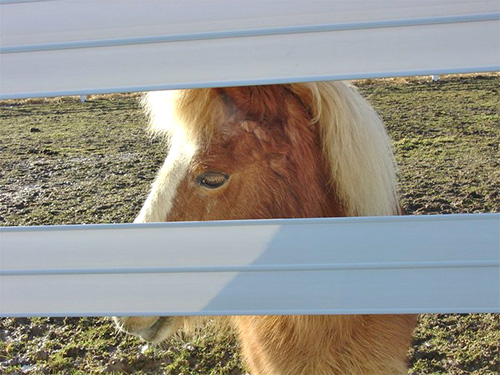 How to take care of the miniature horse.