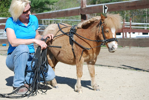 Miniature horse in harness.