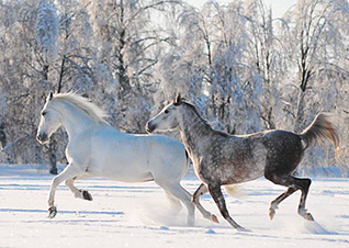 Winter Horse Blanket Tips 