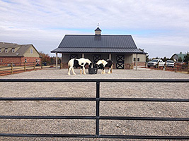 Small horse Property Management
