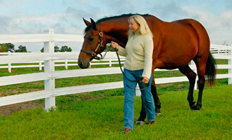 Horse Turnout for Good Horse Health