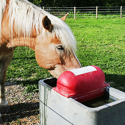 Horse Pasture Waterer for Horses