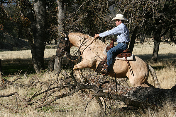 Jump a log  with a horse no problem!