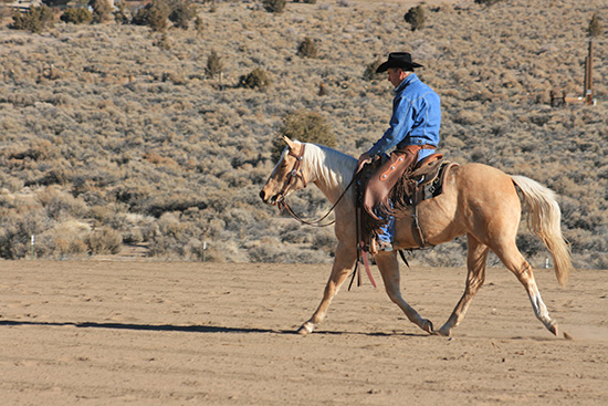 Your colt should travel relaxed on a loose rein.