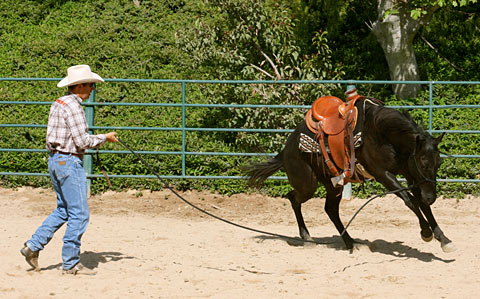 Lunge  This colt is putting 40 lbs. of energy into a 25 lb. job.