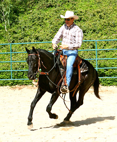 Ride  Consistent frequent loping will help this colt relax and smooth out over time.