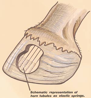 Hoof Graphic showing Tubles.
