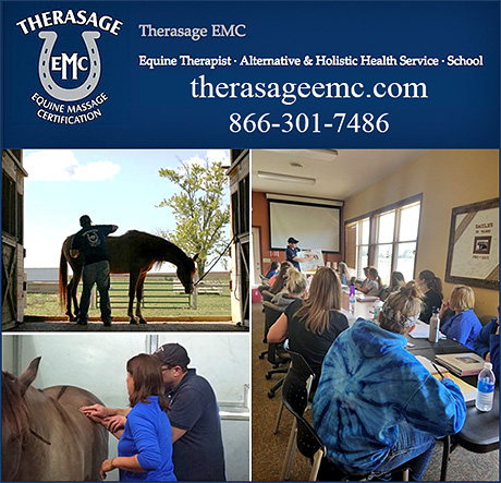 Equine Massage School
