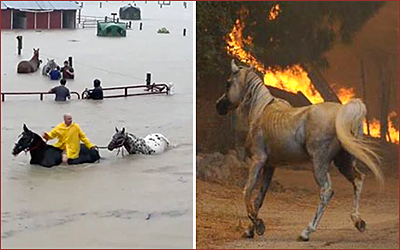 Horse Emergency Evacuation Plan