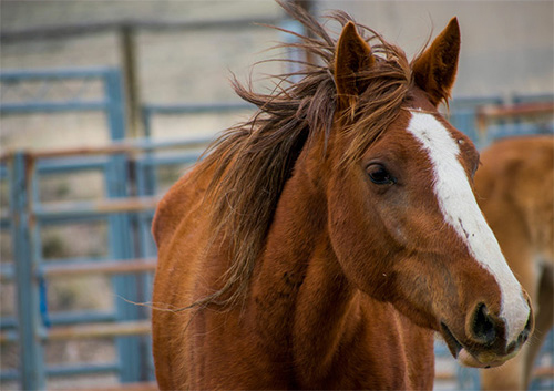 Horses depend on us to keep them safe. Have a Plan .