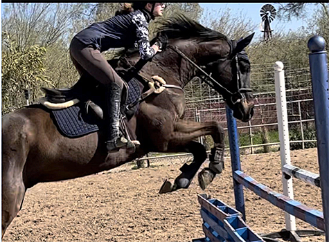 Silver is the name of this horse.