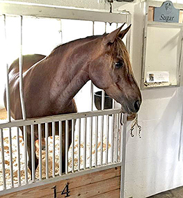 Animal Communicator Carol Hensell  talks to Horses