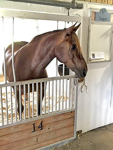 Morgan Horse named Sugar