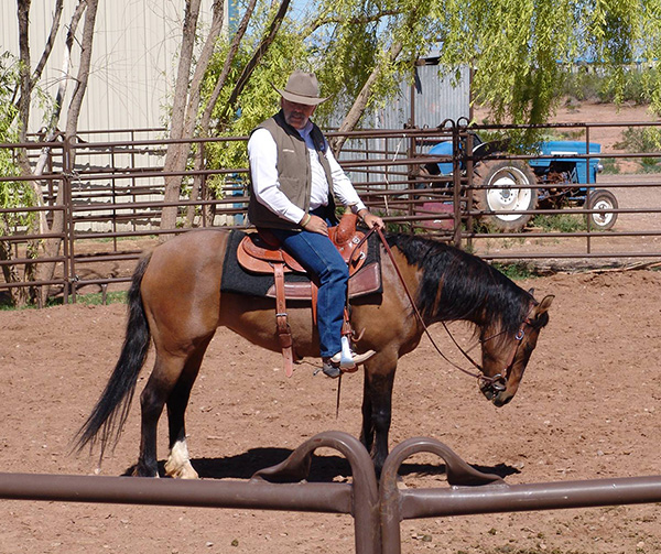 Soldier to Horse Trainer VA certified program