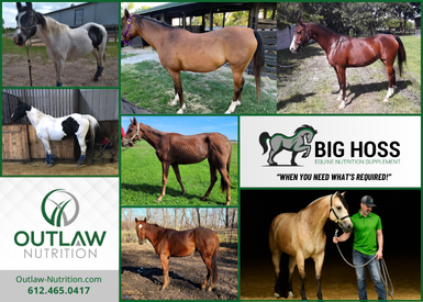 Horse Nutrition by Outlaw Nutrition