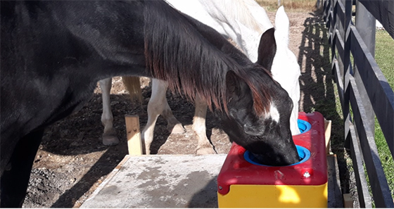 Be sure your horse has access to clean fresh water.