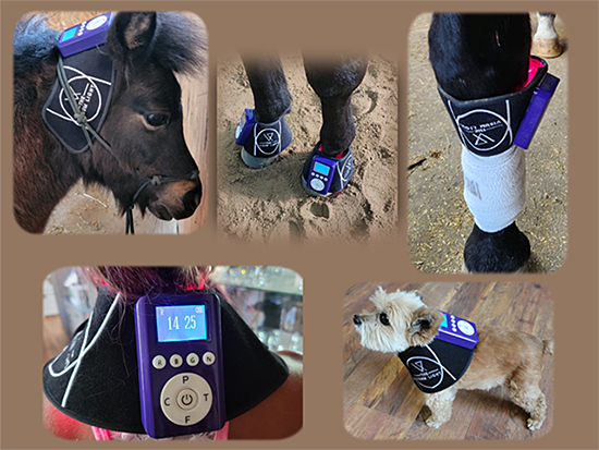 Light Therapy for Horses and Dogs