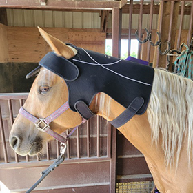 Effective Light Therapy for Horses