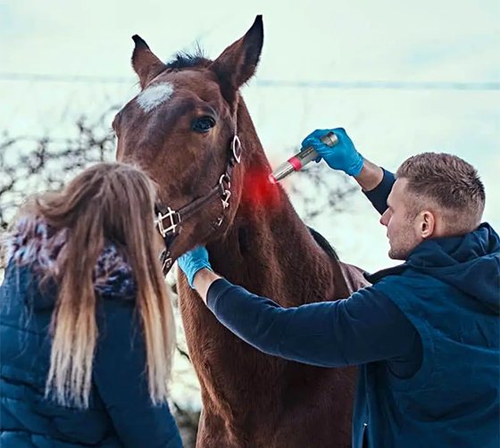 Light Therapy for Horses