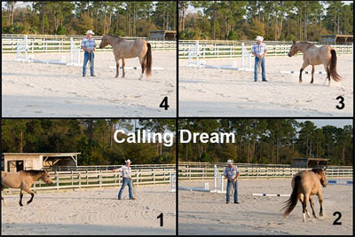 Dream is our demo horse for articles that teach and how products are used.  