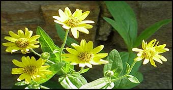 Arnica flower.