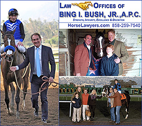 Horse Lawyer Bing Bush