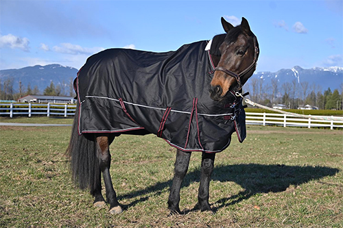 Champion Horse Blanket