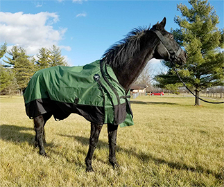 Should You Blanket Your Horse?