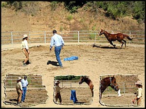 Horse and People Training by Charles Wilhelm