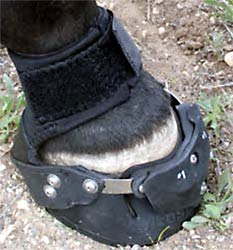 Hoof Boots on Barefoot Horses