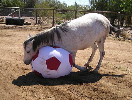 equine toys for horses