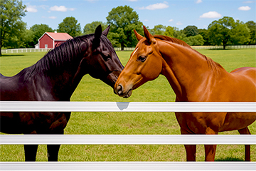 Best Horse Fencing
