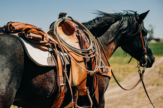 Wool is the best material for horse saddle pads.