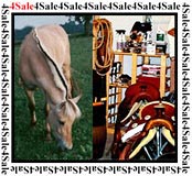 Horse Tack and Horses for sale